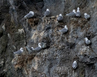 Glaucous-winged Gull