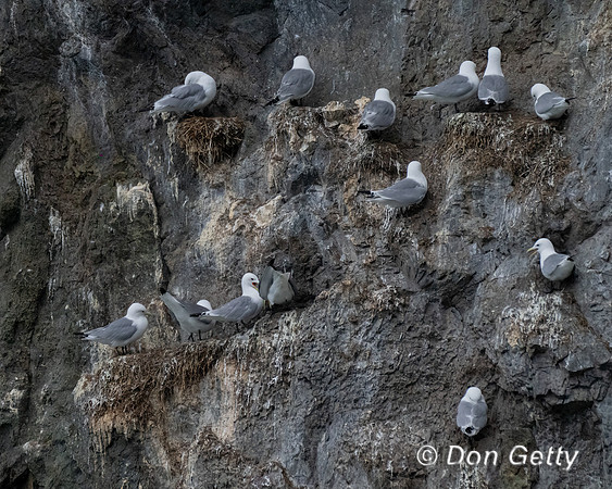 Glaucous-winged Gull