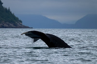 Humpback Whale