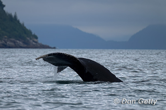 Humpback Whale