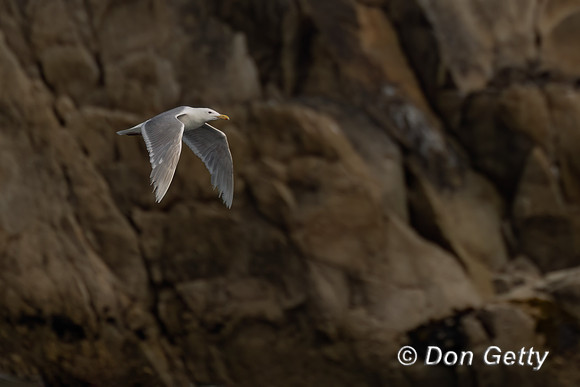Glaucous-winged Gull