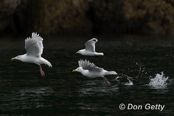 Glaucous-winged Gull