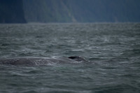 Humpback Whale