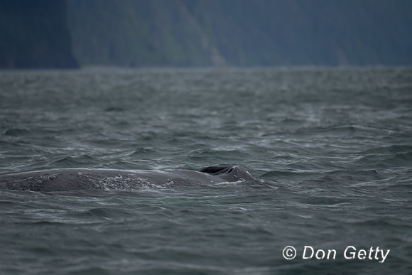 Humpback Whale