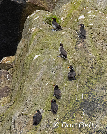 Parakeet Auklet