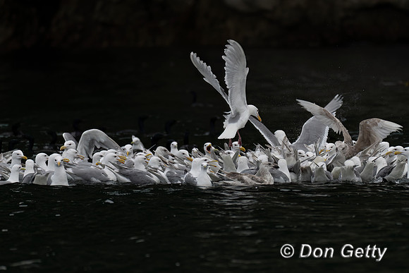 Glaucous-winged Gull