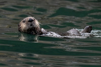 Sea Otter