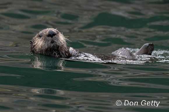 Sea Otter