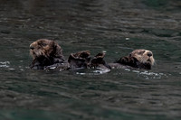 Sea Otter