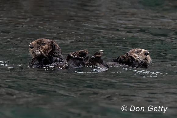 Sea Otter