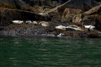 Harbor Seal