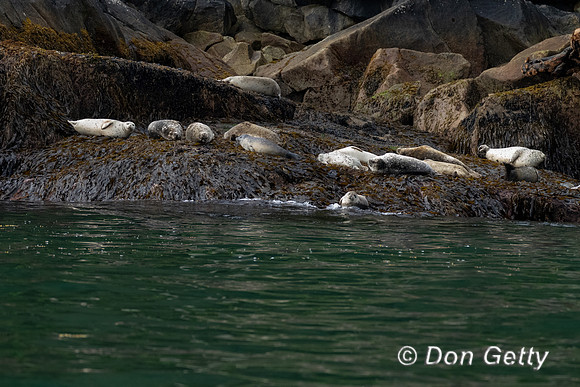 Harbor Seal