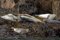 Harbor Seal