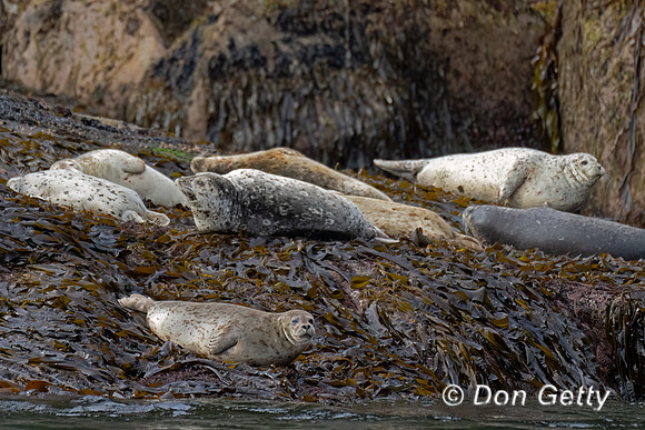 Harbor Seal