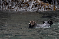 Sea Otter