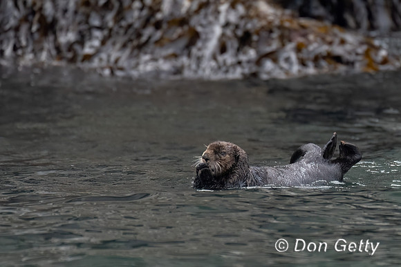 Sea Otter
