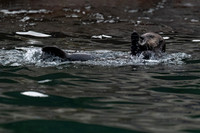 Sea Otter