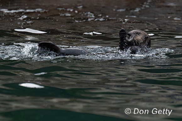 Sea Otter