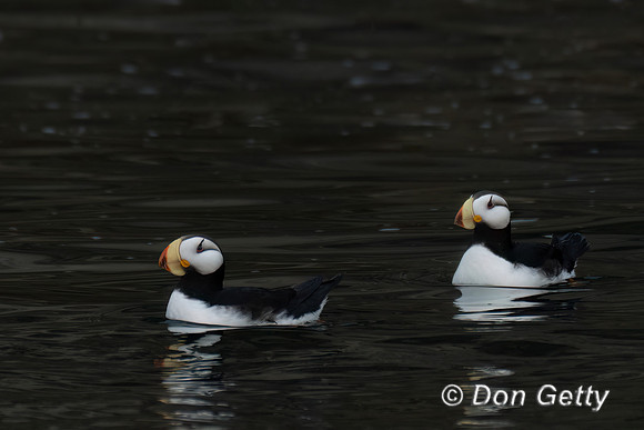 Horned Puffin