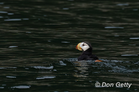 Horned Puffin