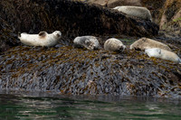 Harbor Seal