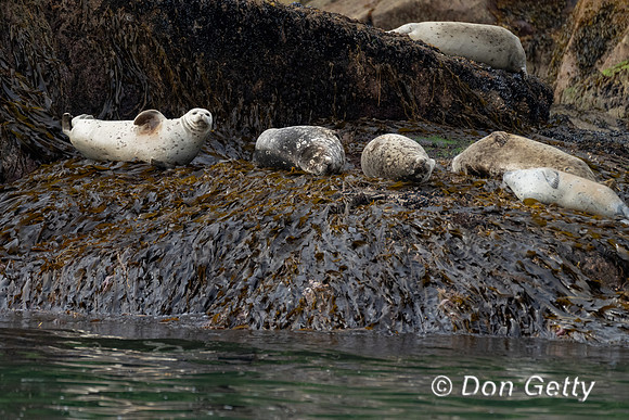 Harbor Seal