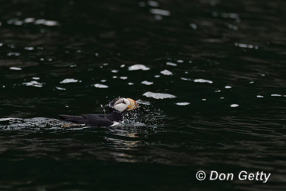 Horned Puffin