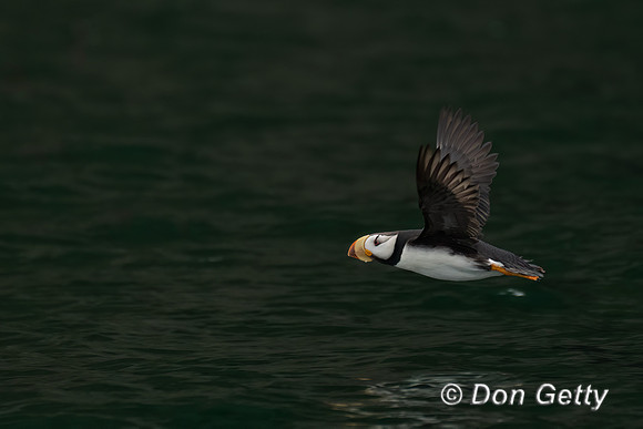 Horned Puffin
