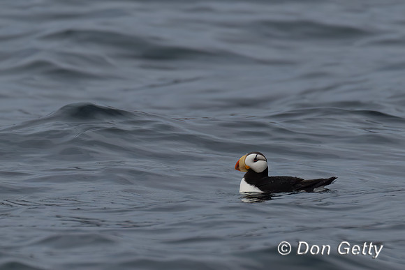 Horned Puffin