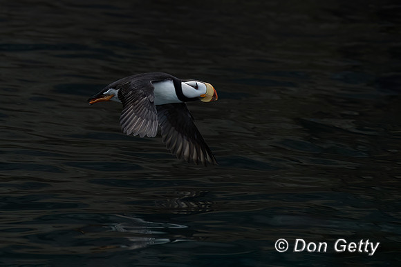 Horned Puffin