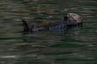Sea Otter