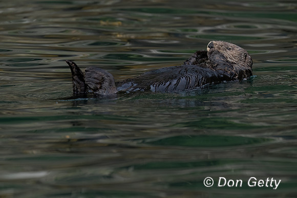 Sea Otter