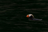 Tufted Puffin