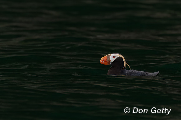 Tufted Puffin