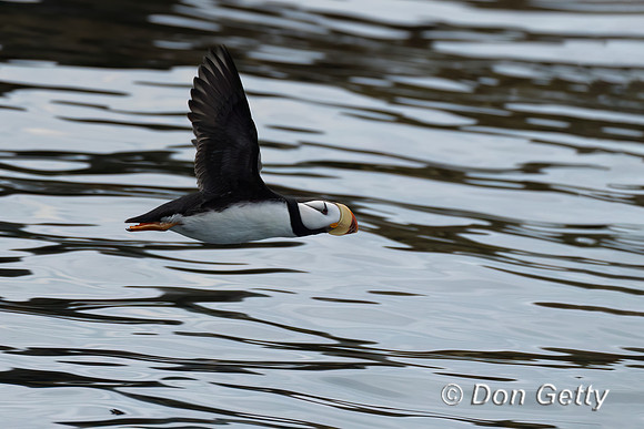 Horned Puffin