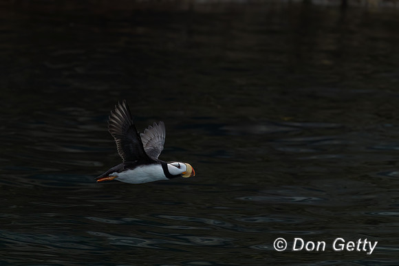 Horned Puffin