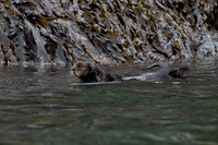 Sea Otter