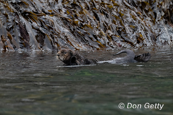 Sea Otter