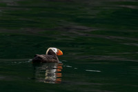 Tufted Puffin
