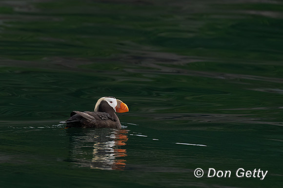 Tufted Puffin