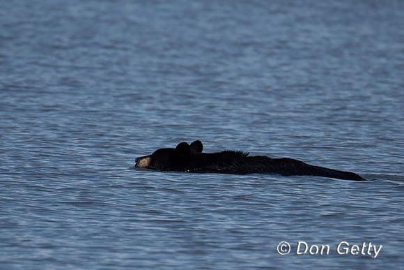 Black Bear