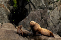 Steller Sea Lion