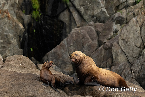 Steller Sea Lion