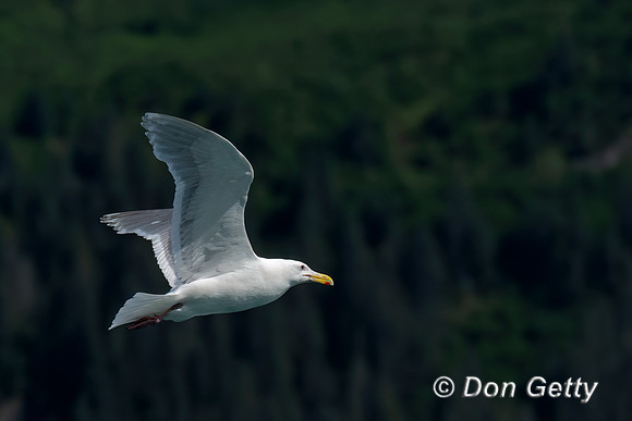 Glaucous-winged Gull
