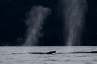 Humpback Whale