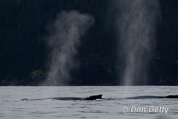Humpback Whale