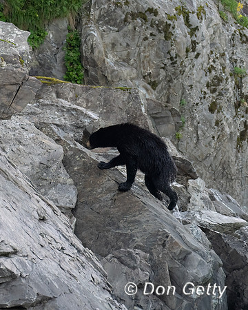 Black Bear