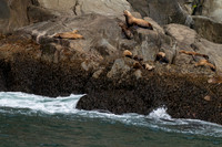Steller Sea Lion