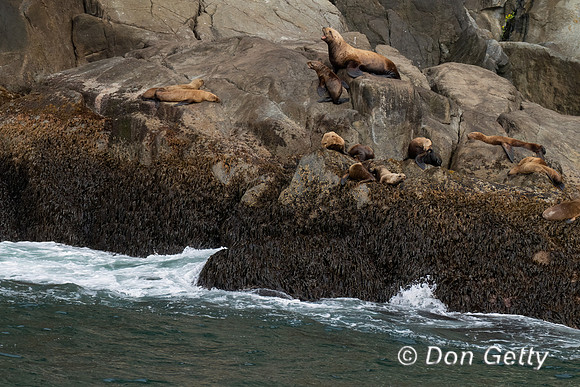 Steller Sea Lion