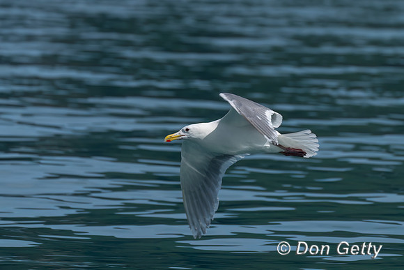 Glaucous-winged Gull
